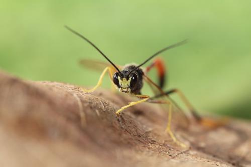 Réf. 277 762 : Erigorgus melanops